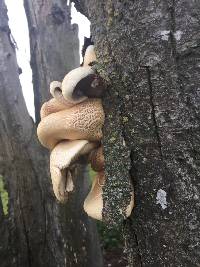 Agrocybe parasitica image