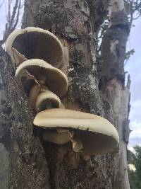 Agrocybe parasitica image