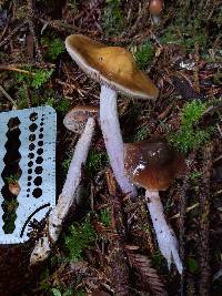 Cortinarius vanduzerensis image