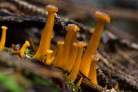 Craterellus tubaeformis image