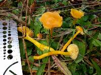 Hygrocybe chlorophana image