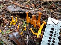 Craterellus tubaeformis image