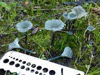 Arrhenia chlorocyanea image