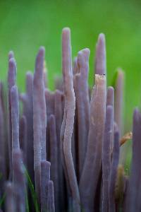 Alloclavaria purpurea image