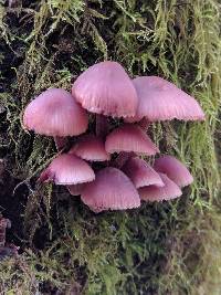 Mycena haematopus image