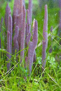 Alloclavaria purpurea image