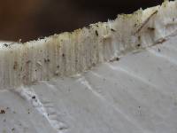 Fomitopsis betulina image