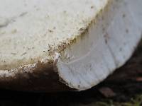 Fomitopsis betulina image