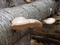 Piptoporus betulinus image