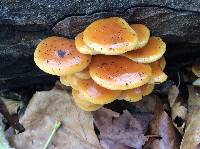 Flammulina velutipes image