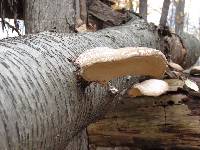 Fomitopsis betulina image