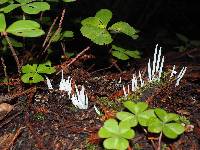 Clavaria fragilis image