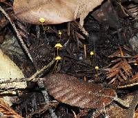 Mycena acicula image