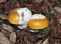 Amanita calyptroderma image