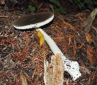 Amanita vaginata image