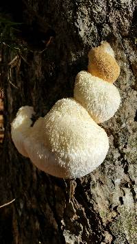 Hericium erinaceus image