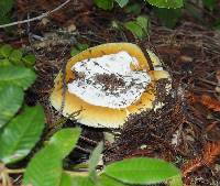 Amanita calyptroderma image