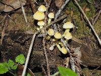 Hypholoma fasciculare image