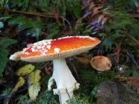 Amanita muscaria image