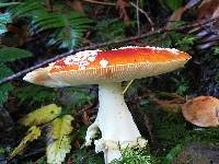 Amanita muscaria image