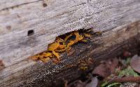 Calocera cornea image