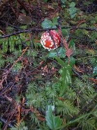 Amanita muscaria image