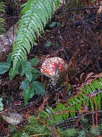 Amanita muscaria image