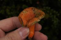 Lactarius deliciosus image