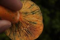 Lactarius deliciosus image