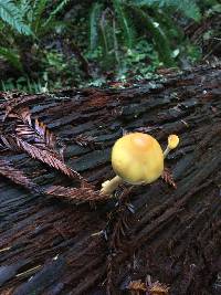 Hypholoma fasciculare image