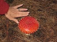 Amanita muscaria image