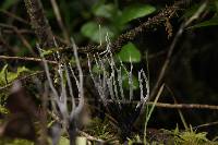 Xylaria hypoxylon image