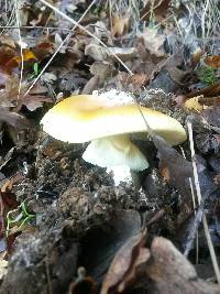 Amanita calyptroderma image