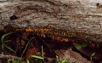 Calocera cornea image