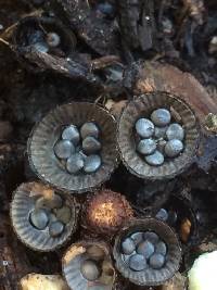 Cyathus striatus image