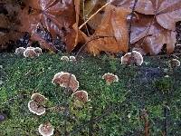 Trametes versicolor image