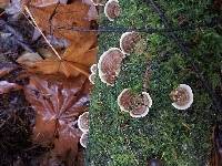 Trametes versicolor image