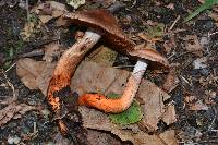 Image of Cortinarius bulliardii