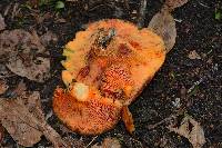 Lactarius deliciosus image