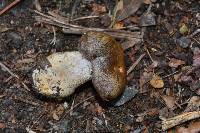 Cortinarius infractus image