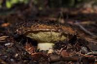 Suillus brevipes image