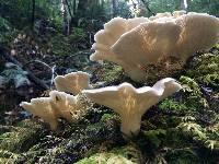 Pleurotus ostreatus image
