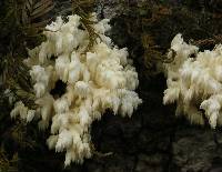 Hericium coralloides image