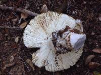 Amanita calyptroderma image