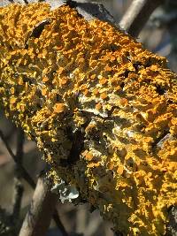 Xanthoria parietina var. parietina image