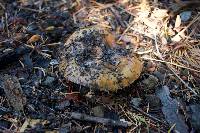 Suillus brevipes image