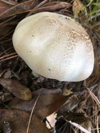 Agaricus xanthodermus image