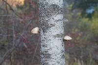 Fomitopsis betulina image