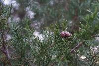 Gymnosporangium juniperi-virginianae image