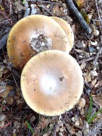 Amanita calyptroderma image